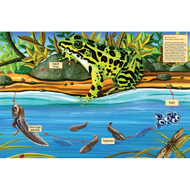 Cobble Hill – Floor Puzzles: Lifecycle of a Northern Leopard Frog